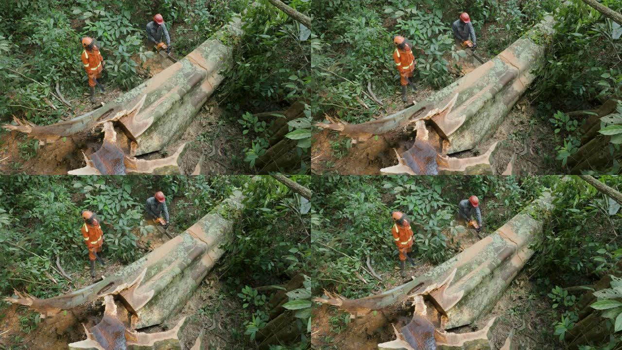 空中Close-up.Loggers切割热带雨林中一棵倒下的硬木树的树干。气候变化。森林砍伐