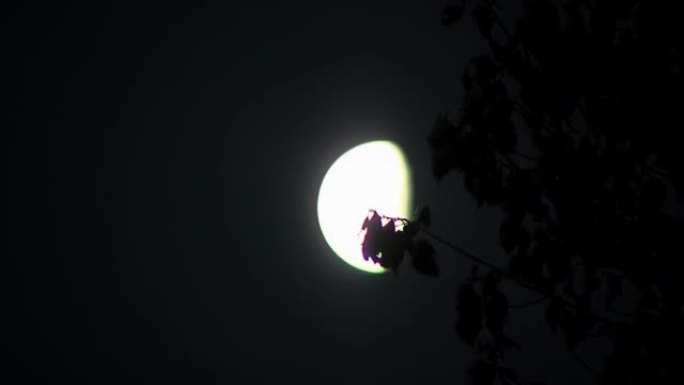 晚上树枝，月亮在背景中，月亮在树后升起。