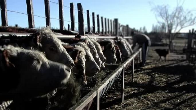 牛吃饲养牛的干草，年轻的农民在阿根廷的农村地区喂牛。