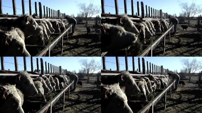 牛吃饲养牛的干草，年轻的农民在阿根廷的农村地区喂牛。