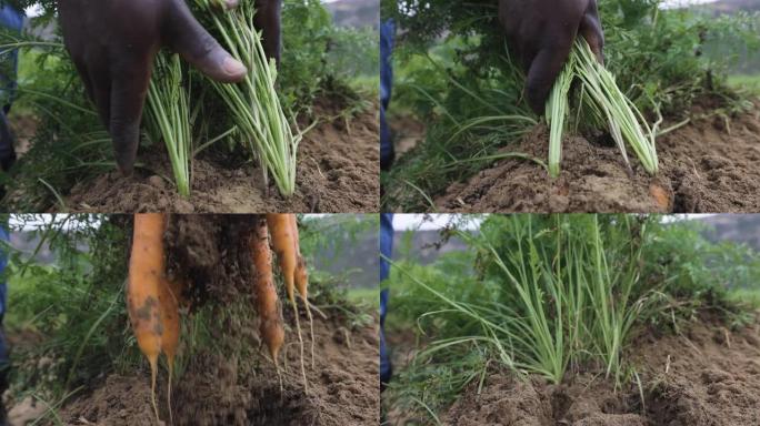 一位非洲黑人农民的手从地面上拉出一堆美丽的新鲜胡萝卜的紧缩慢动作特写