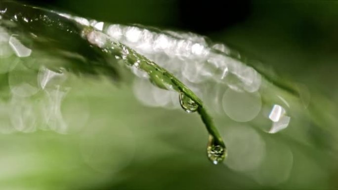 超级SLO MO液滴从森林中的湿蕨类植物上滴下