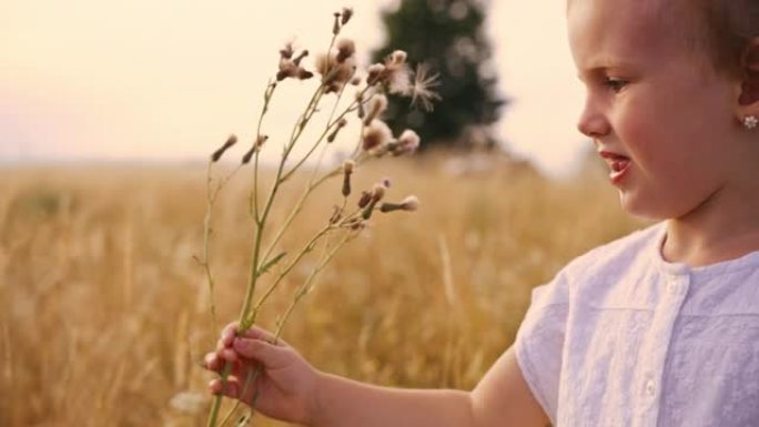一个年轻的金发女孩在金色草地上玩花的特写慢动作
