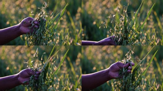 一位黑人非洲女农民的双手特写镜头，检查一堆燕麦谷物