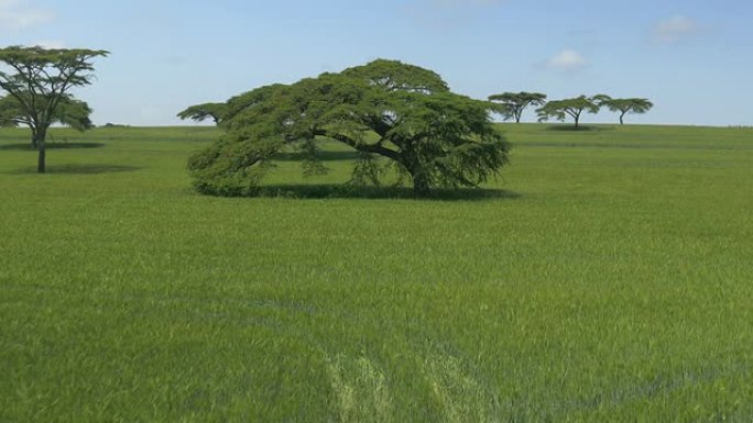 空中: 肯尼亚的黄色和绿色麦田