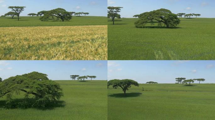 空中: 肯尼亚的黄色和绿色麦田