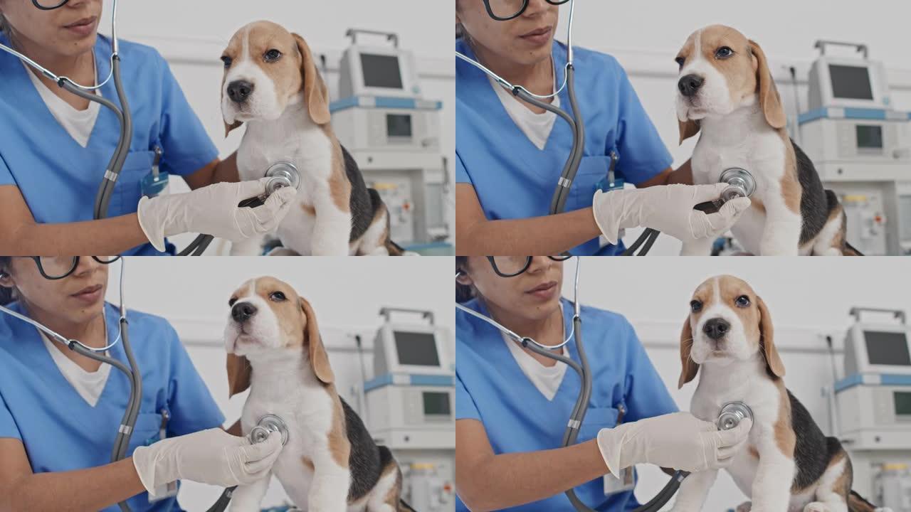 护士在兽医诊所检查小狗