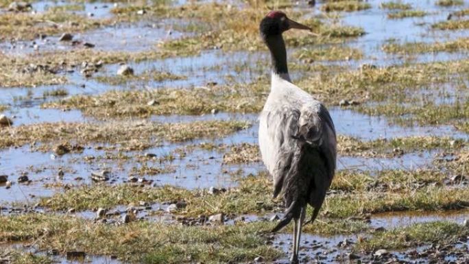 黑颈鹤在青藏高原湿地觅食