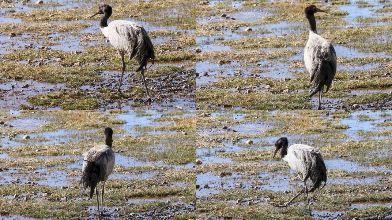 黑颈鹤在青藏高原湿地觅食