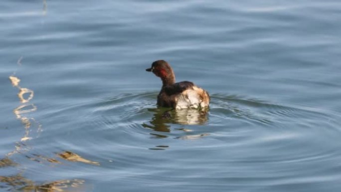 一只水鸟在洱海上游动