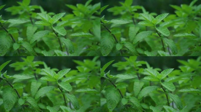 Green Mint Plant