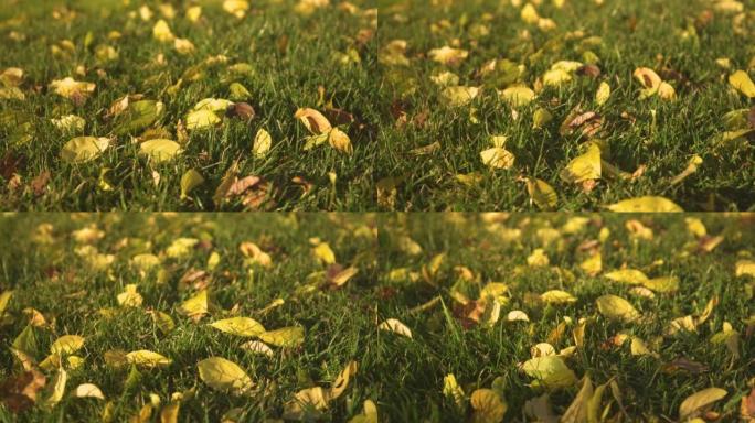 特写: 在秋天穿过充满黄色树叶的生动绿草