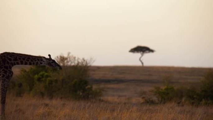 长颈鹿在自然保护区的田野中行走