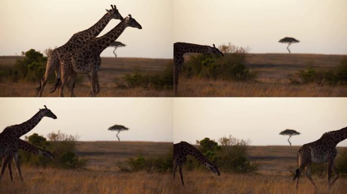 长颈鹿在自然保护区的田野中行走