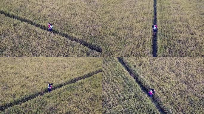 一名亚洲华裔男子背着女儿，早晨在稻田里散步，无人机可以看到