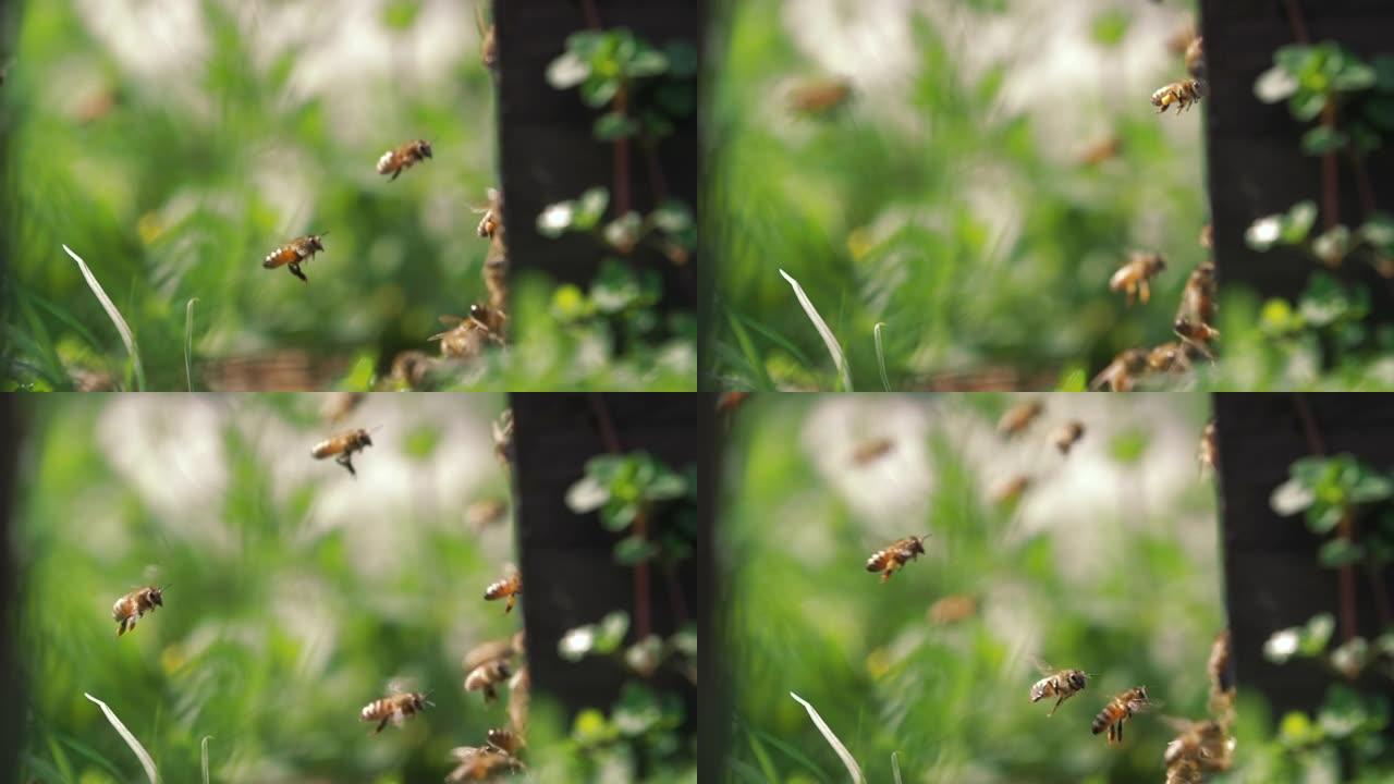 慢动作蜜蜂飞行