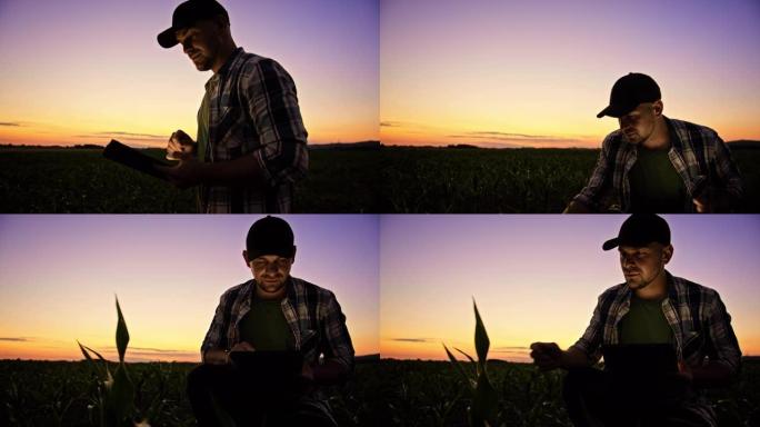 SLO MO Farmer使用数字平板电脑在黄昏时检查玉米植物的质量控制