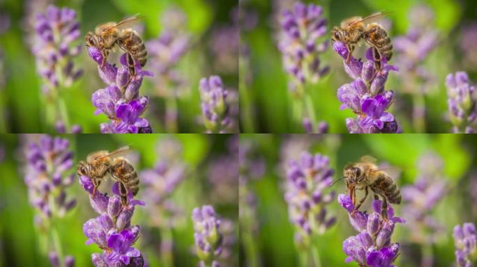 薰衣草花上的蜜蜂-慢动作