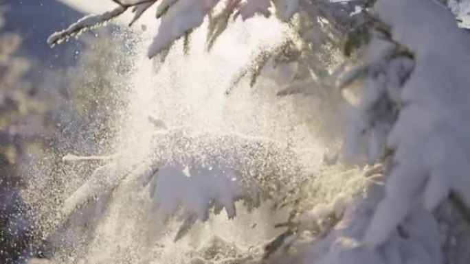 森林里的冬天故事。雪从树上落下，被早晨的阳光照亮。白雪皑皑的阳光明媚的冬天，慢动作拍摄