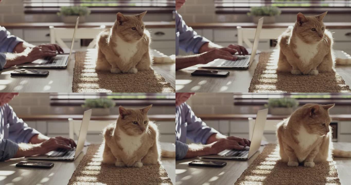 4k视频片段，一个无法辨认的男人和他的猫坐在家里的厨房里，用他的笔记本电脑