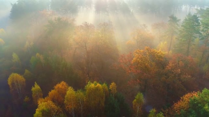飞越神话般的秋天森林。沉默、冷静和放松的概念。生活在城市之外，离森林不远。清晨漫步秋林，鸟瞰。自然景