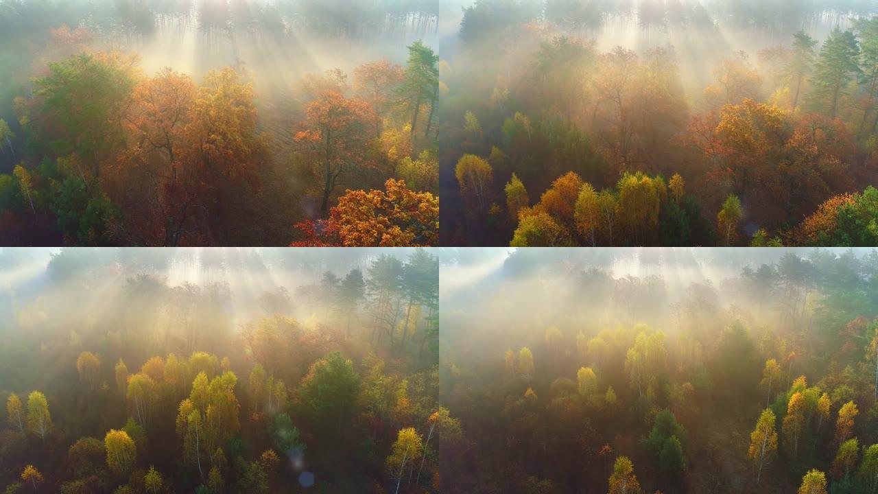 飞越神话般的秋天森林。沉默、冷静和放松的概念。生活在城市之外，离森林不远。清晨漫步秋林，鸟瞰。自然景