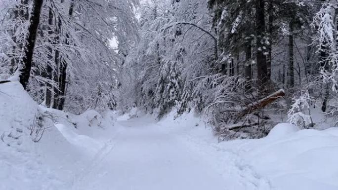 穿越雪白森林的雪道上的旅行视点