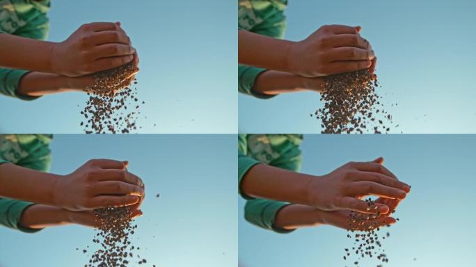 SLO MO农民滴荞麦种子