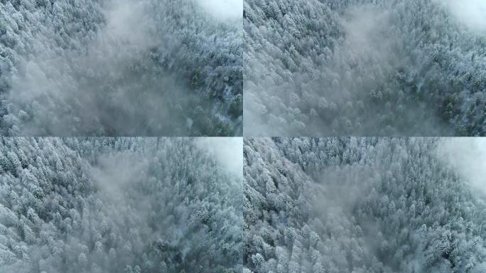 冬季自然概念。晨雾中山上积雪覆盖的枞树的鸟瞰图。飞越冬季山地森林