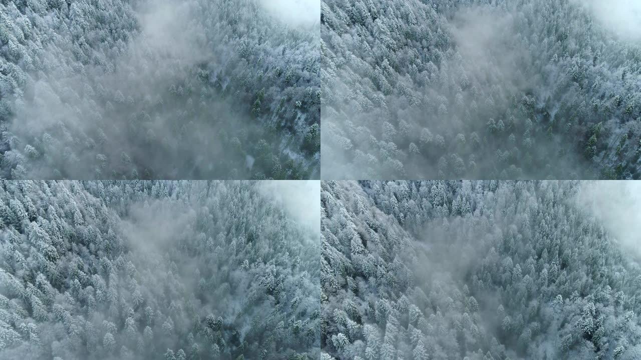 冬季自然概念。晨雾中山上积雪覆盖的枞树的鸟瞰图。飞越冬季山地森林