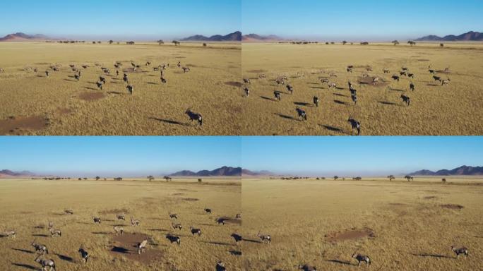 空中飞越壮观的纳米布沙漠中的Gemsbok羚羊