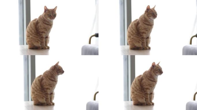 桌子上的猫萌宠花猫坐着蹲着特写镜头