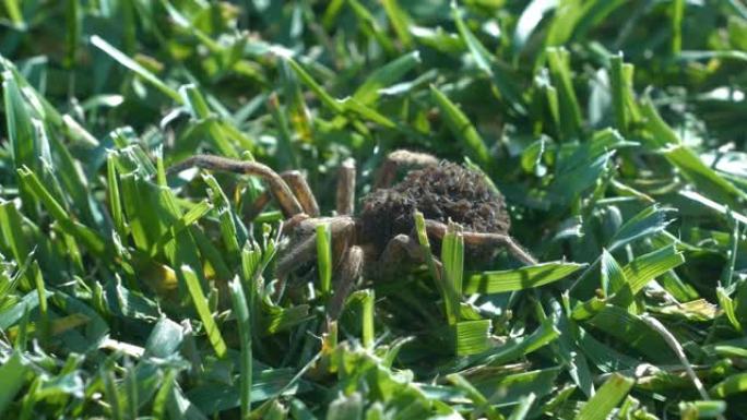 特写: 雌性Lycosa狼蛛在她的腹部携带小蜘蛛