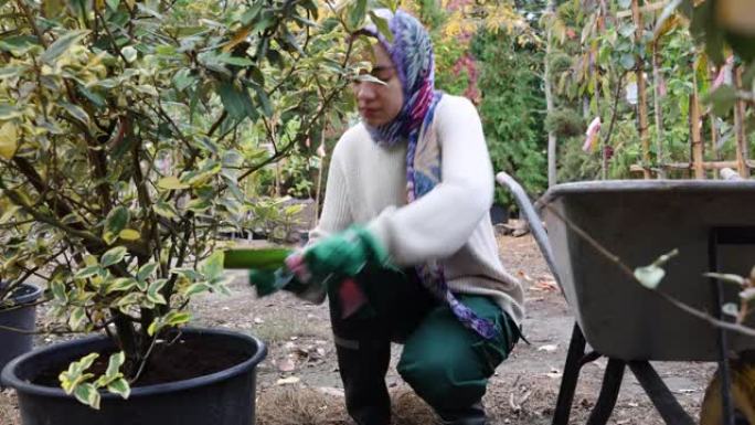伊斯兰妇女园丁在苗圃的盆栽树上添加肥料