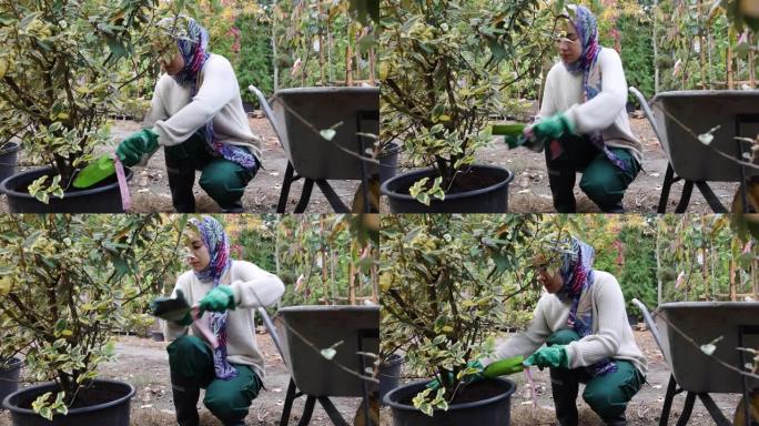 伊斯兰妇女园丁在苗圃的盆栽树上添加肥料