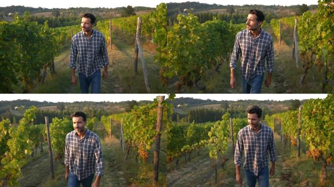 一个快乐成功的农民或酿酒师正走在葡萄树枝行中间，在葡萄园的葡萄酒收获季节采摘葡萄之前检查葡萄，以进一