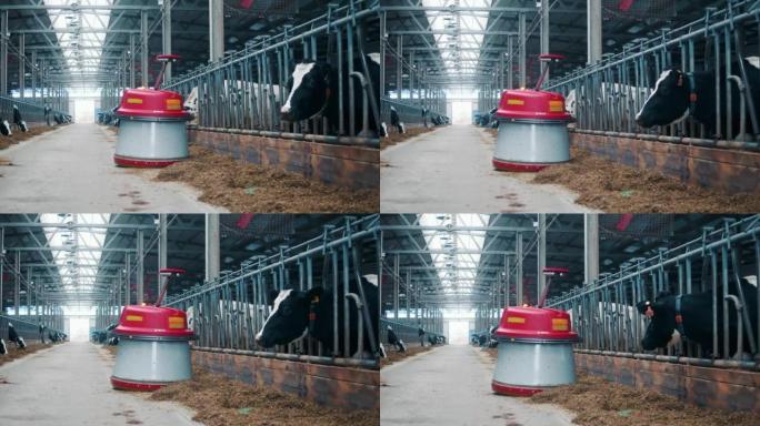 自动饲料推进器正在沿着牛棚移动