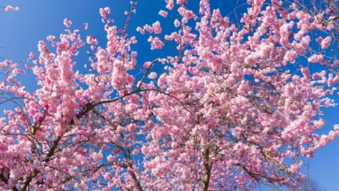 春天盛开的树意境唯美空镜