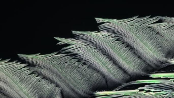 微观化学晶体长成羽毛