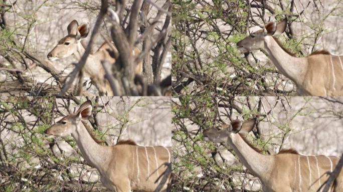 非洲纳米比亚埃托沙国家公园库杜女士在树上放牧