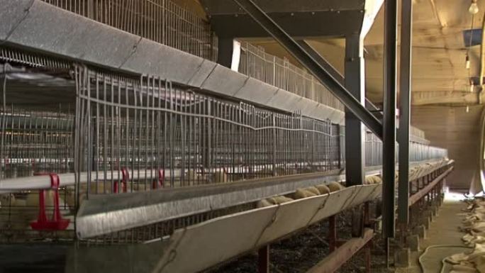 阿根廷恩特雷里奥斯省家禽农场的笼子里的小鸡。
