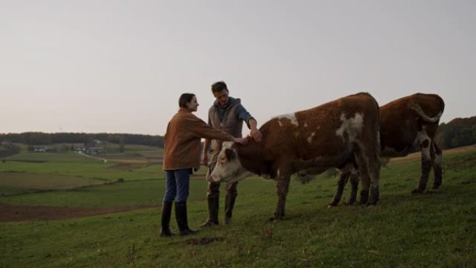 SLO MO夫妇在牧场上抚摸两头母牛