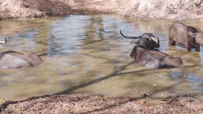 母水牛和小牛躺在水里