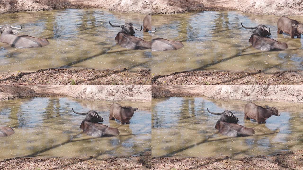 母水牛和小牛躺在水里