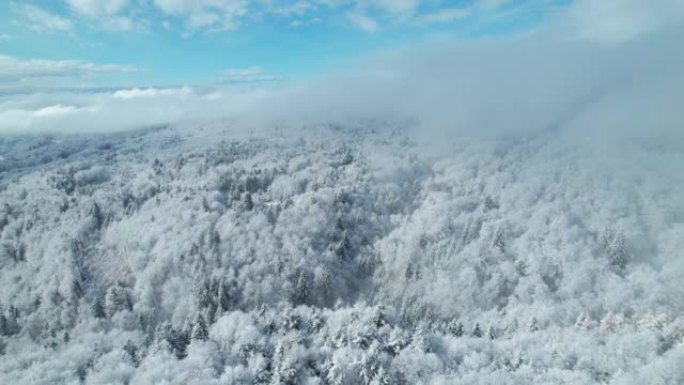 空中: 冬季阴霾在新鲜的雪过后穿越森林的丘陵景观