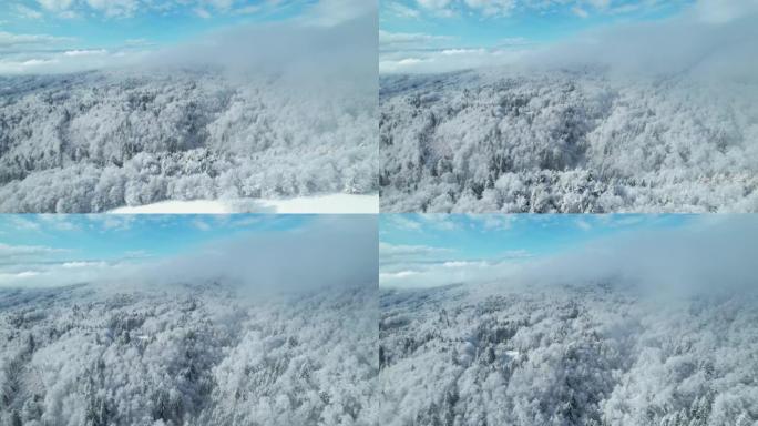 空中: 冬季阴霾在新鲜的雪过后穿越森林的丘陵景观