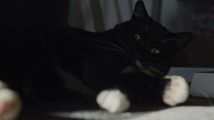 黑猫在地毯上休息黑色宠物猫咪