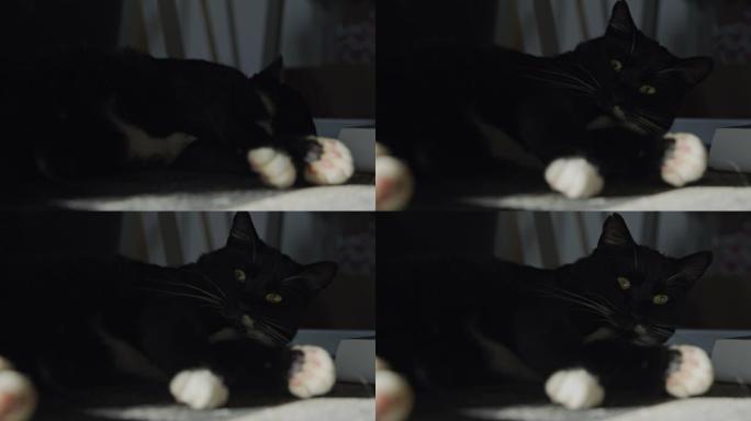 黑猫在地毯上休息黑色宠物猫咪