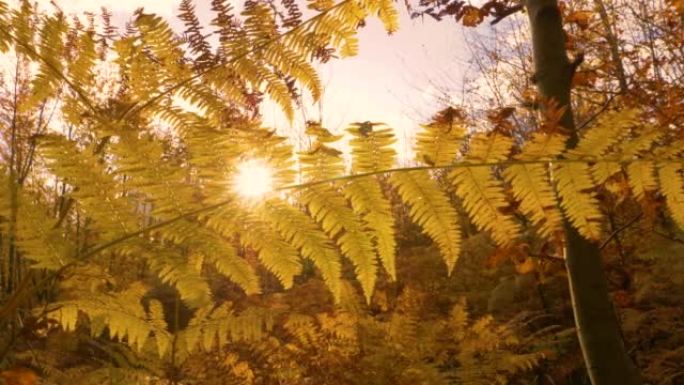 特写: 秋天的阳光透过金黄色的鹰蕨叶窥视