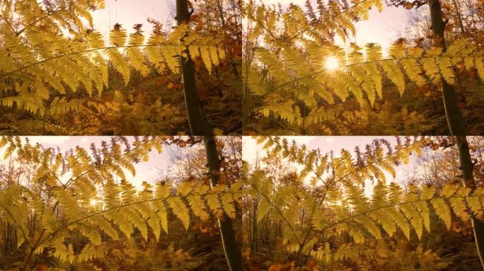 特写: 秋天的阳光透过金黄色的鹰蕨叶窥视